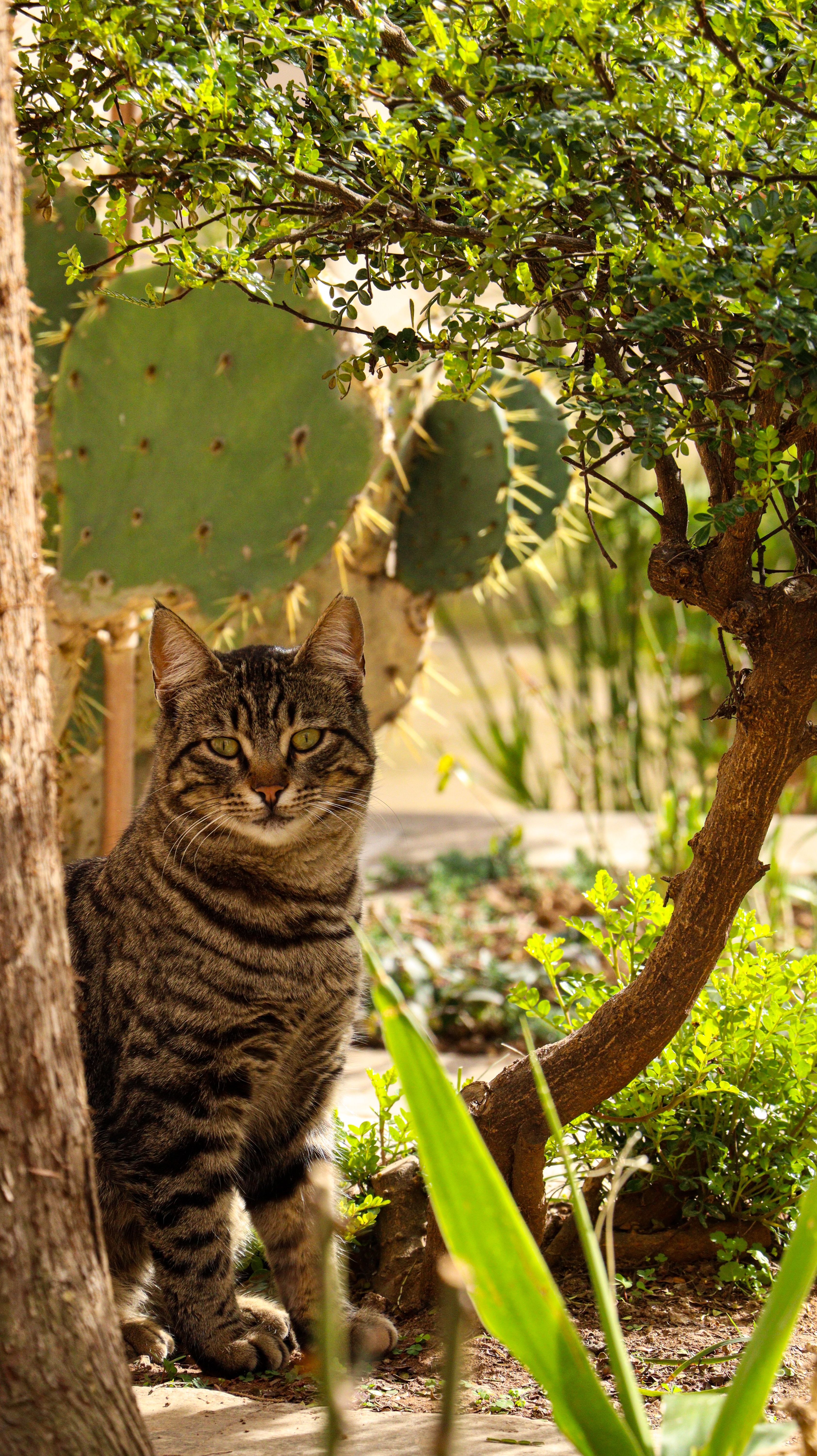 A Tabby Cat Sitting in the Garden · Free Stock Photo