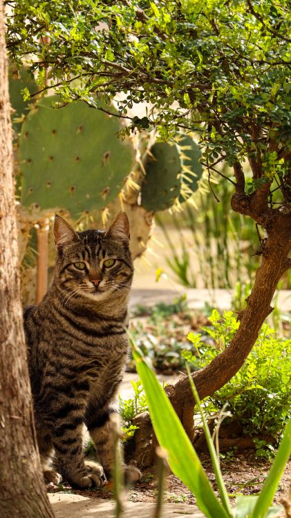 A Tabby Cat Sitting in the Garden · Free Stock Photo