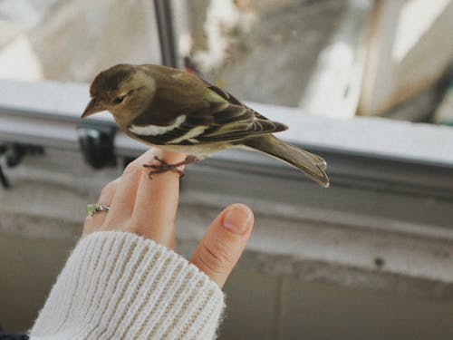 A person holding a bird in their hand