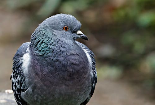 Close-up of a Pigeon 