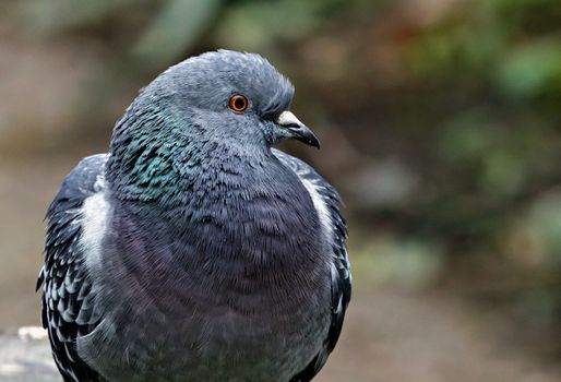 pigeon feathers gray dove