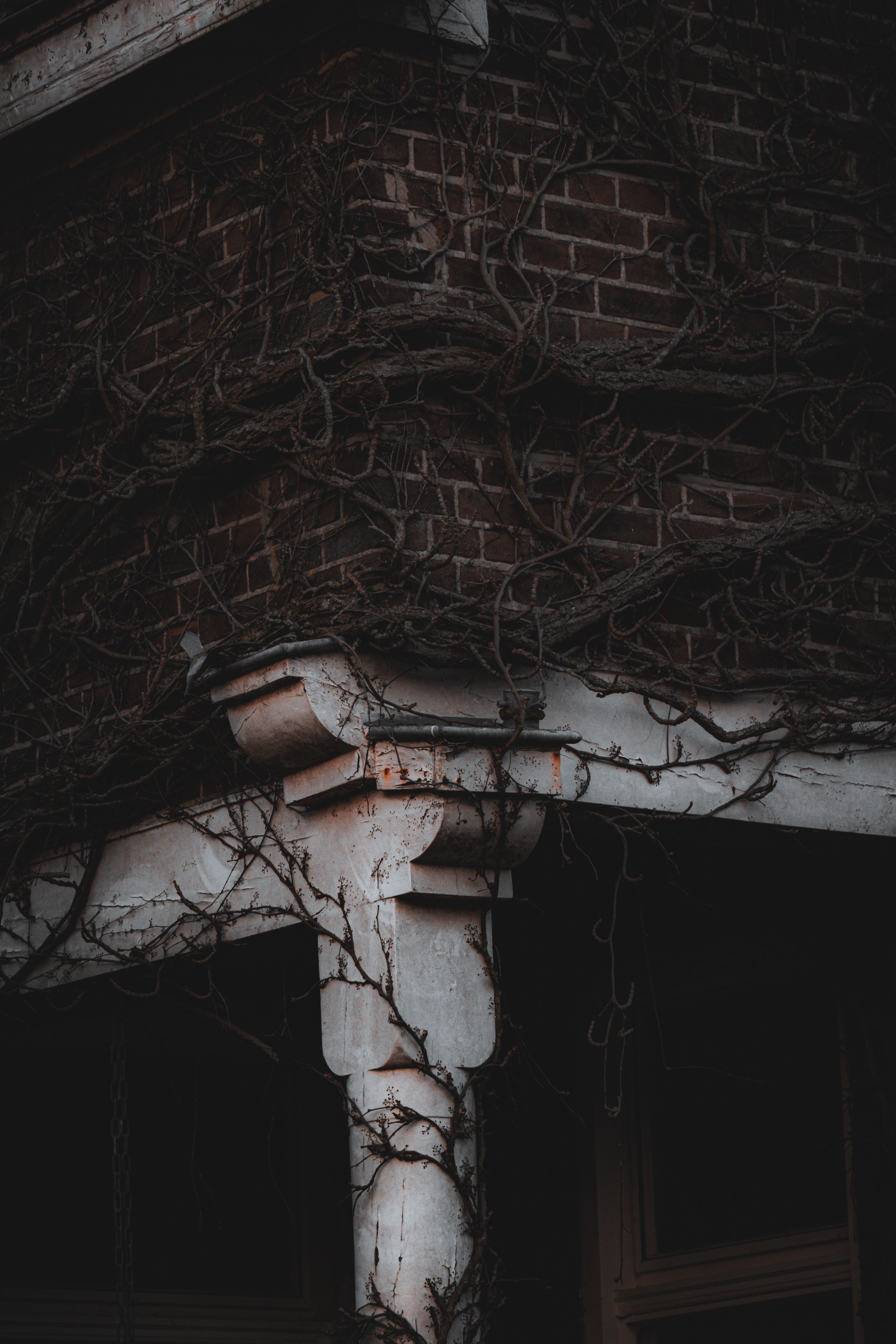 Dark, moody image of ivy-covered brick building exterior in Leeuwarden, Netherlands, during fall.