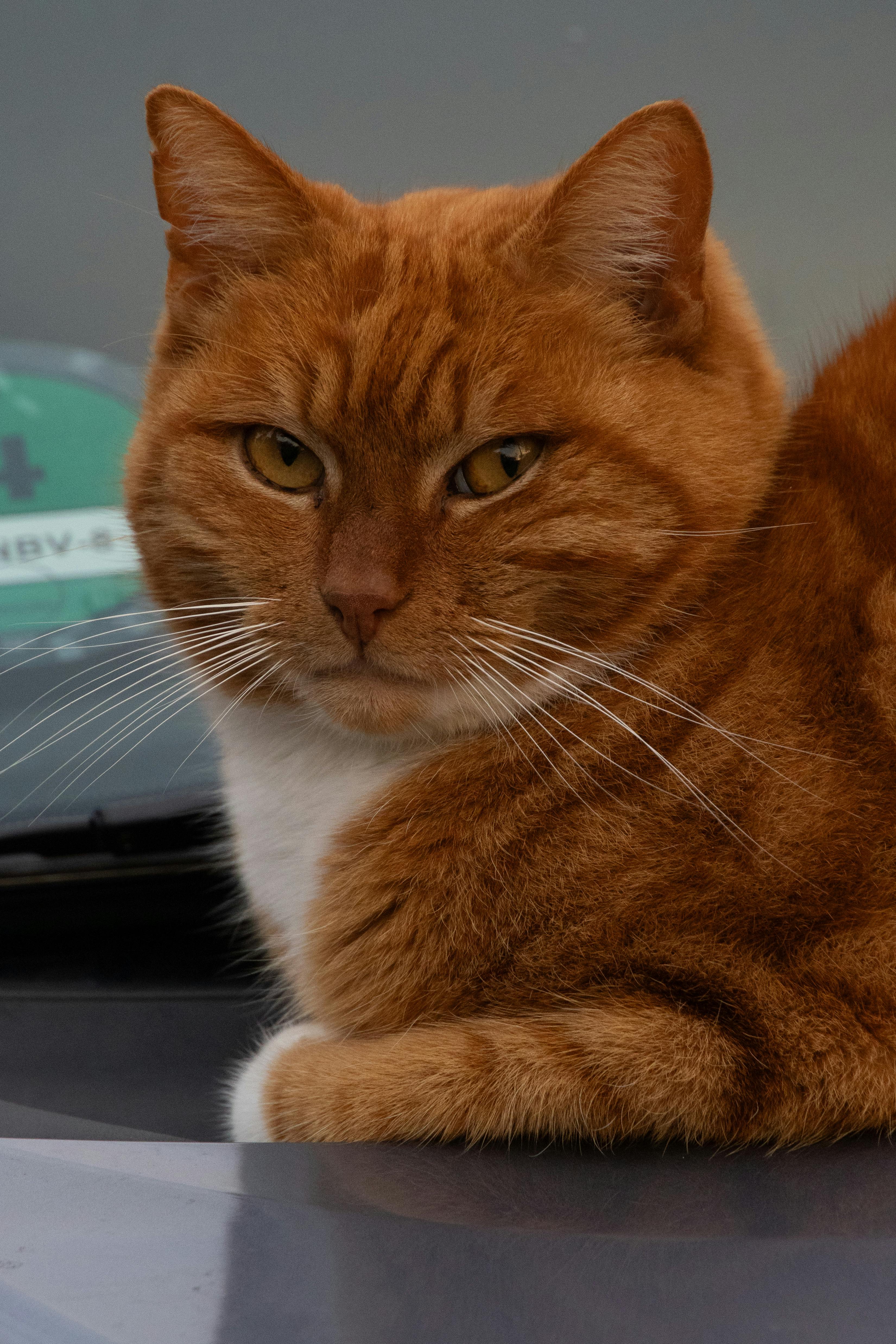 Charming ginger cat lounging outdoors in Leeuwarden. Perfect for pet enthusiasts.