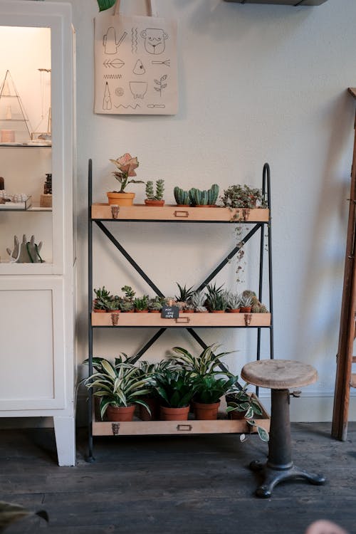 A shelf with plants and a stool in front of it
