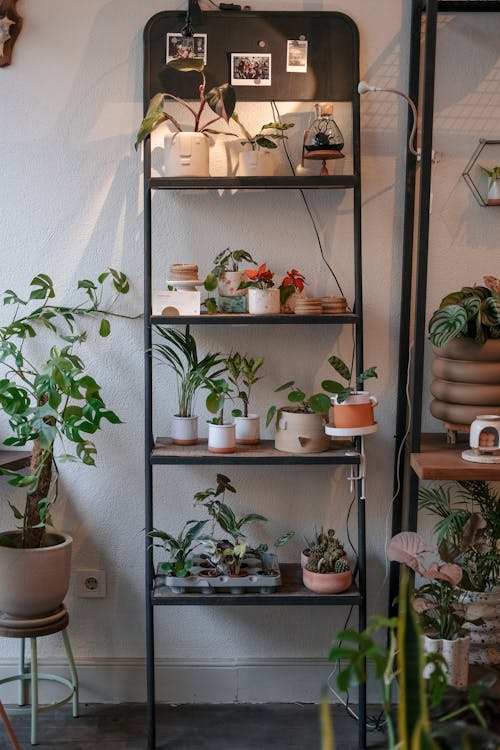 A shelf with plants and pots on it