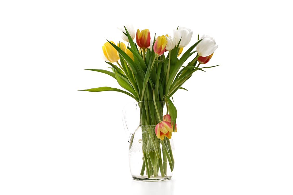 고립된, 꽃, 꽃무늬의 무료 스톡 사진