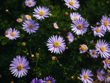 aster pale purple flowers