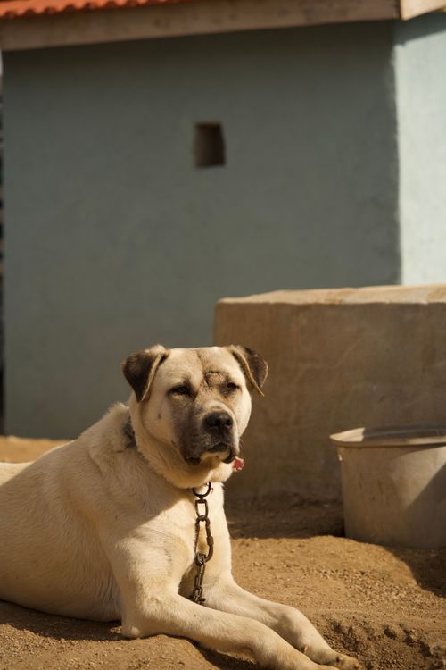 Free A calm Kangal Shepherd Dog resting on a sandy ground next to a building. Stock Photo