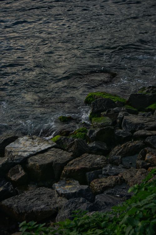 Free Close-up of coastal rocks with green algae, bathed in sunset light. Stock Photo