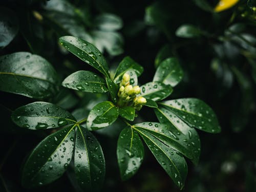 Lush Foliage in Droplets