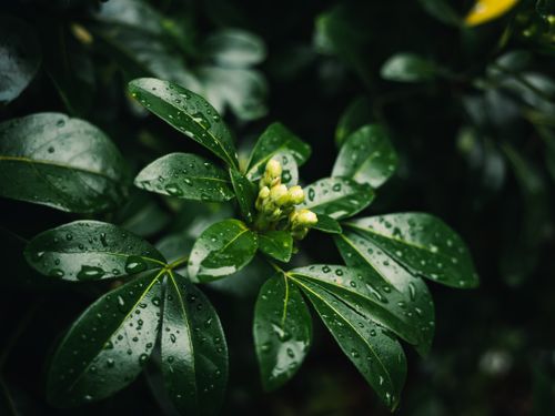 Free Close-up of lush green leaves with dew drops, emphasizing freshness and growth. Stock Photo