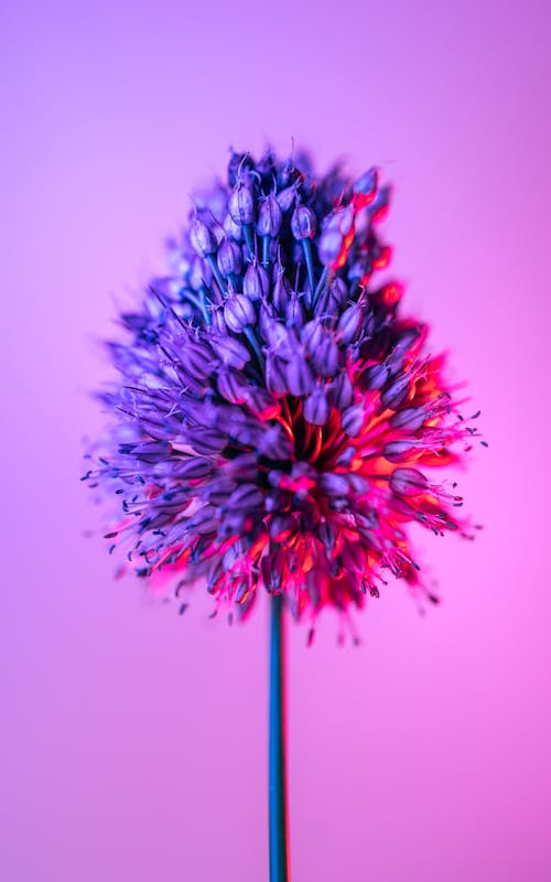 Exotic Flower on Pink Background