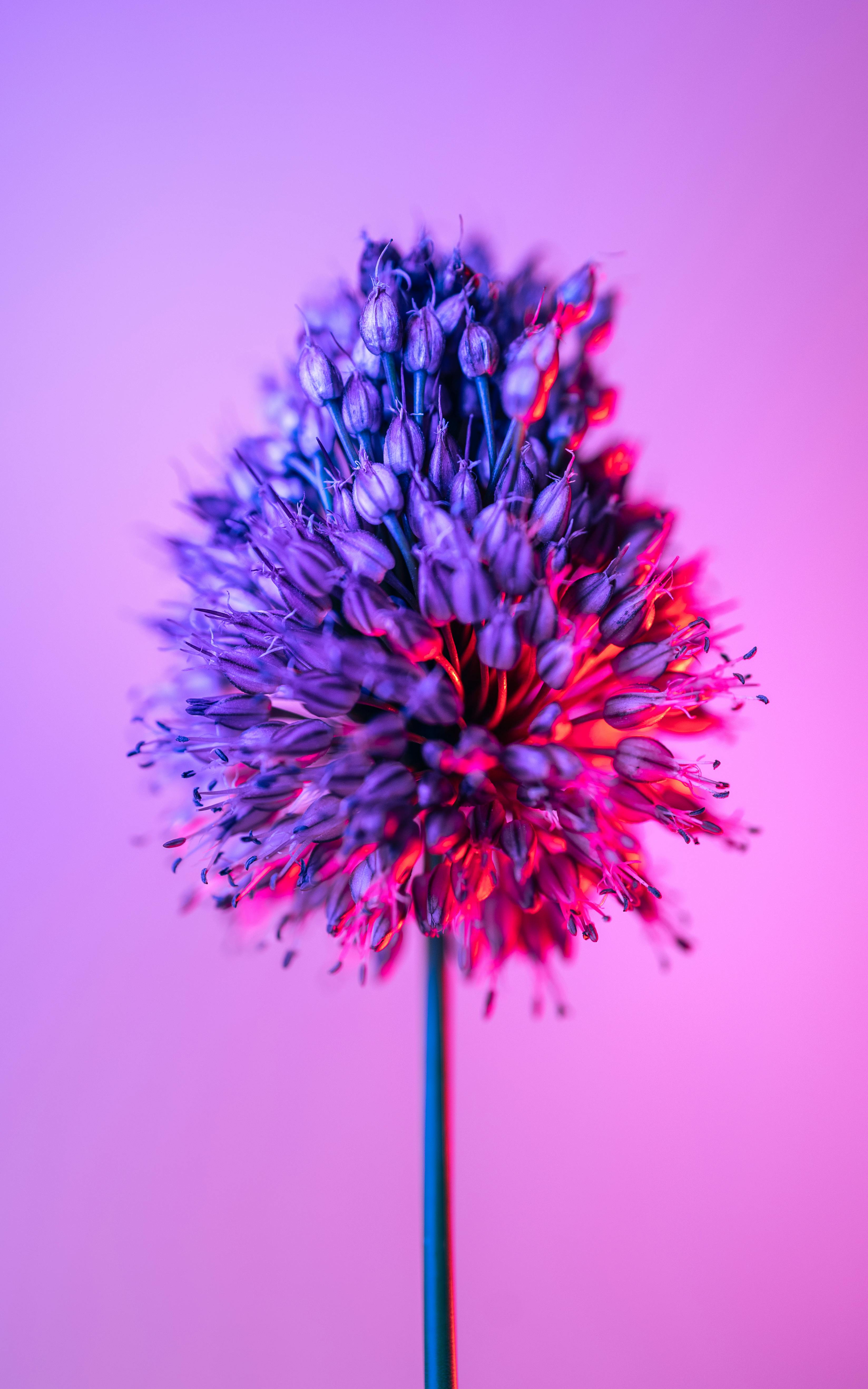 Red Purple Blue Gradient Photos, Download The BEST Free Red Purple Blue ...