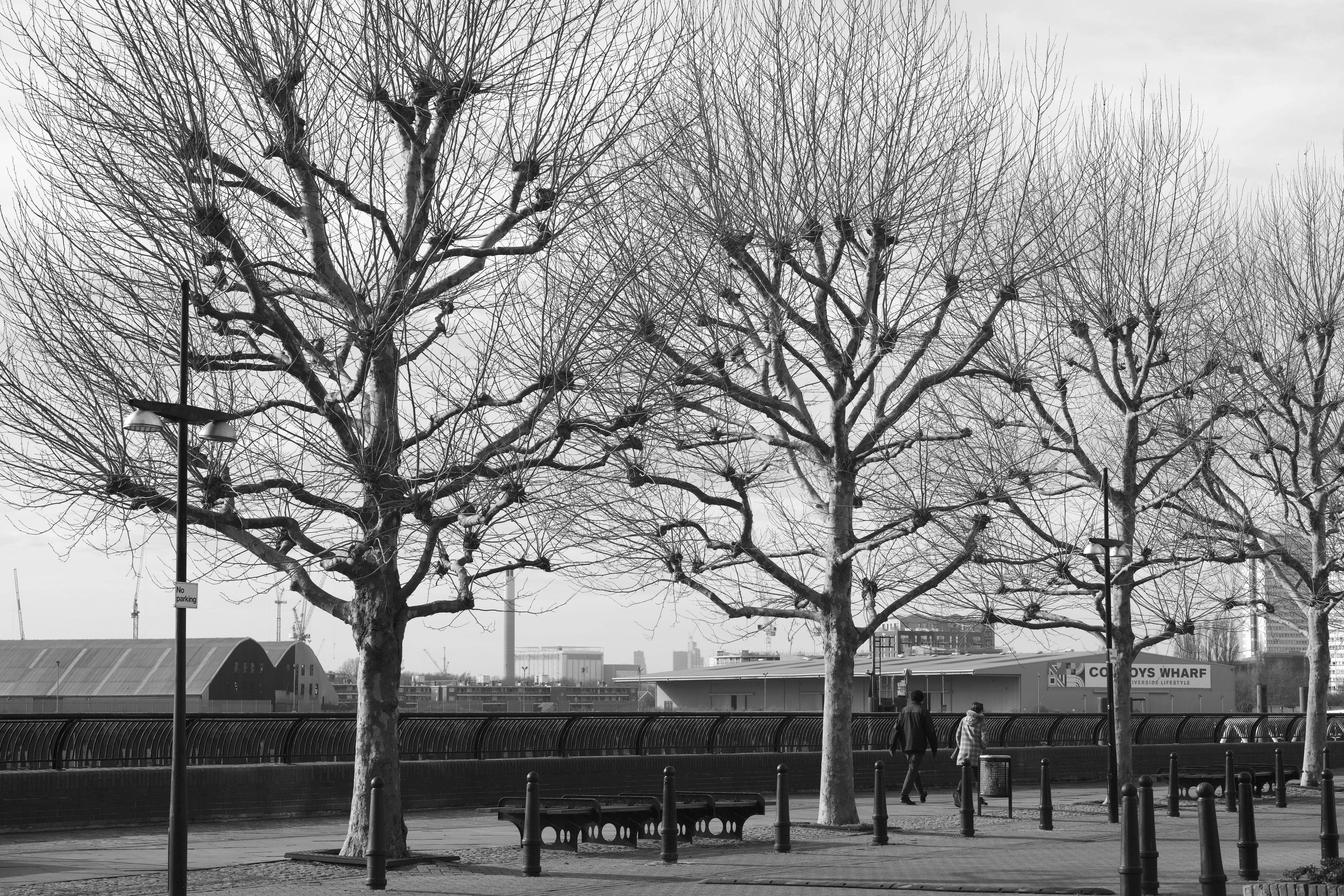 Black and white image of leafless trees in Canary Wharf during winter.