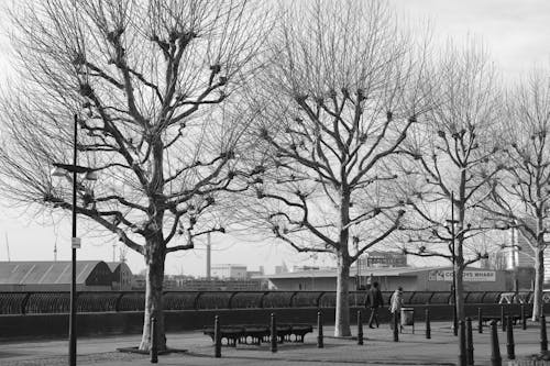 Black and white photo of trees in a park