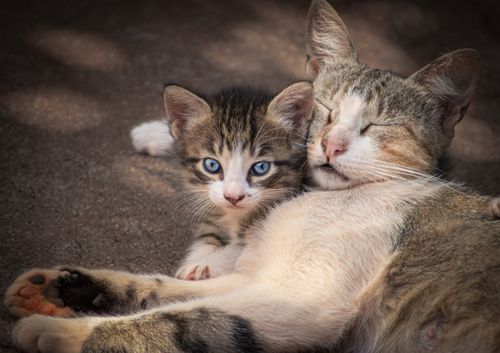 Free A cute tabby cat sleeping with its alert kitten on a warm day, capturing a tender moment. Stock Photo