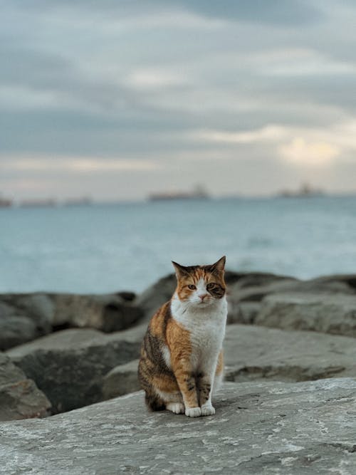 A Calico Cat Sitting on a Rock on the Shore 