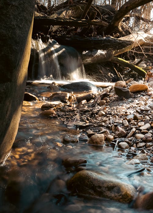 A stream flowing through a forest with rocks and trees