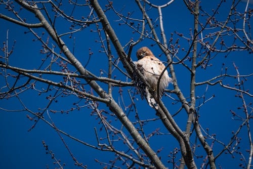 Photos gratuites de aviaire, branche d'arbre, faucon