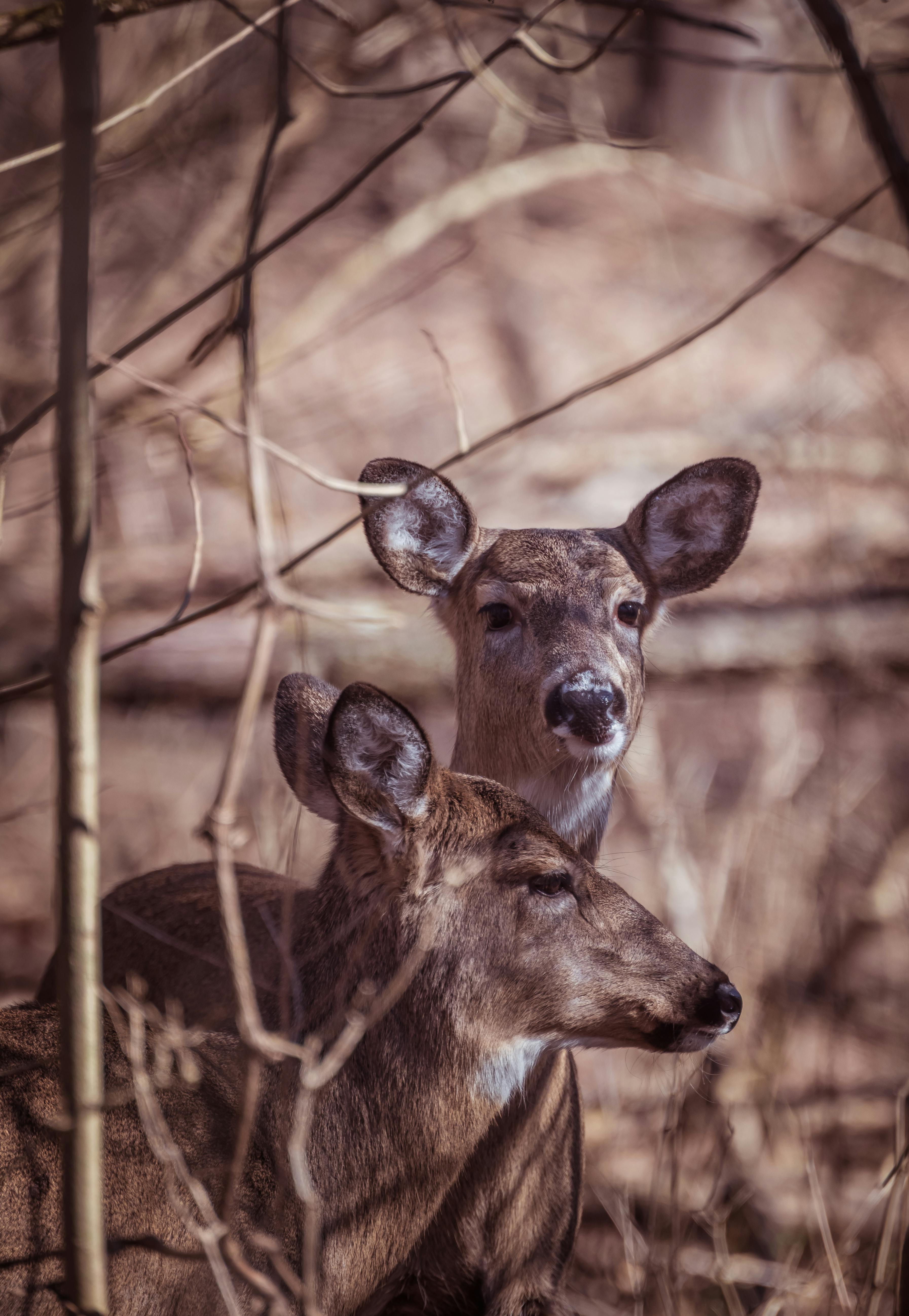 photo of deer between branches in a forest