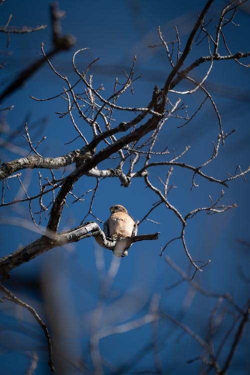 Photos gratuites de aviaire, branche d'arbre, faucon