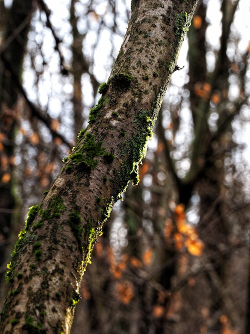 Close-up of Moss on a Tree Trunk in a Forest