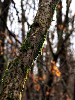 Detailed view of moss on a tree trunk in a sunlit autumn forest.
