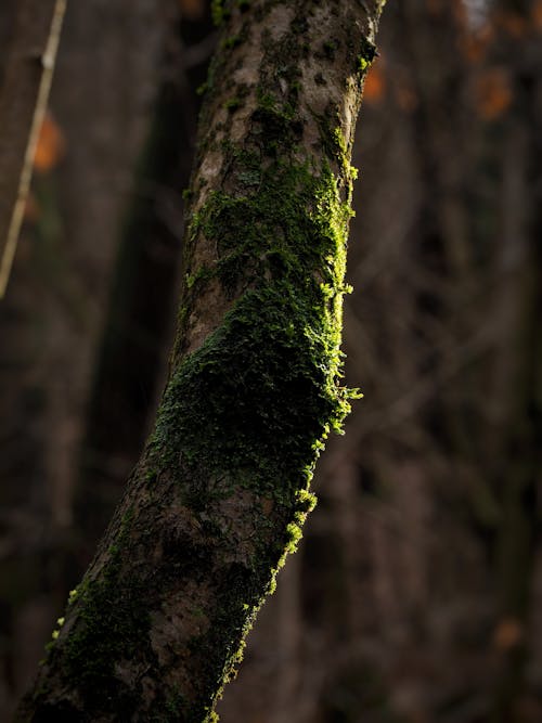 Close-up of Moss on a Tree Trunk 