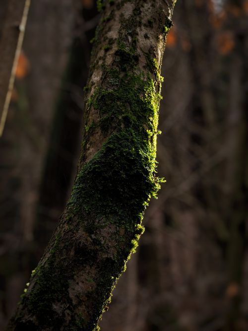Free Detailed image of moss-covered tree bark captured in soft sunlight within a tranquil forest setting. Stock Photo