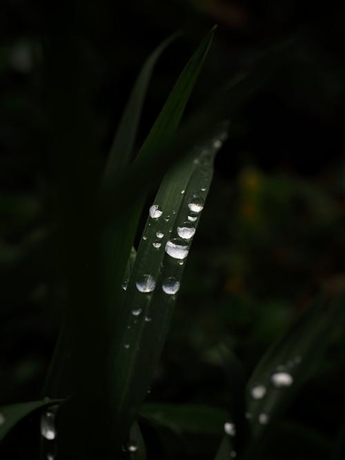 Water droplets on a plant in the dark