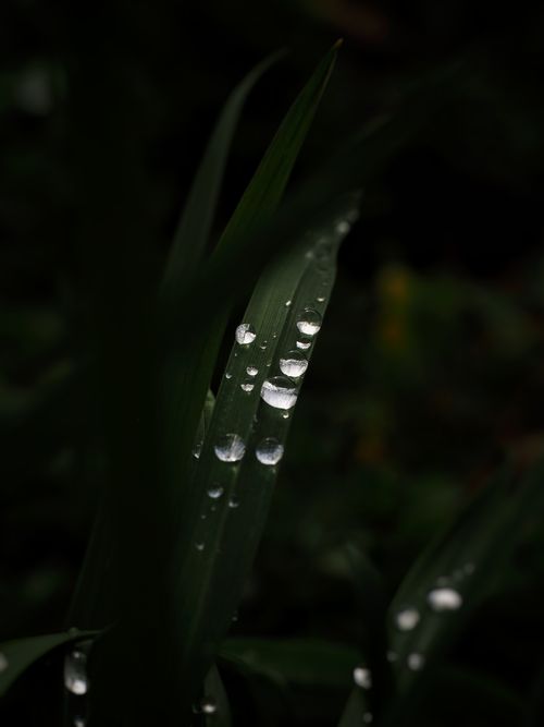 Free Selective focus on water droplets on dark green grass blades creating a tranquil and fresh atmosphere. Stock Photo