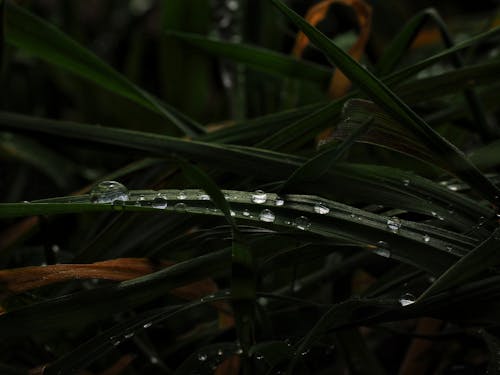 Foto d'estoc gratuïta de aigua, fulles d'herba, gotes de pluja