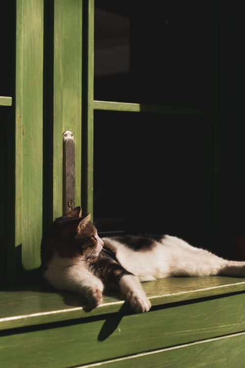 Free Domestic cat enjoys sunlight on a green windowsill, capturing a tranquil moment of pet relaxation. Stock Photo