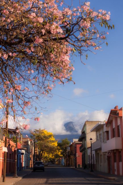 Blooming trees and colorful houses adorn a picturesque street in Oaxaca, Mexico during spring.