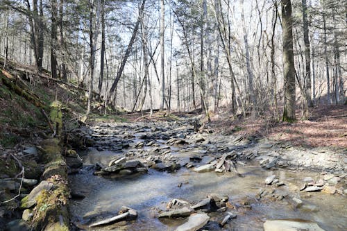 Stream in Forest