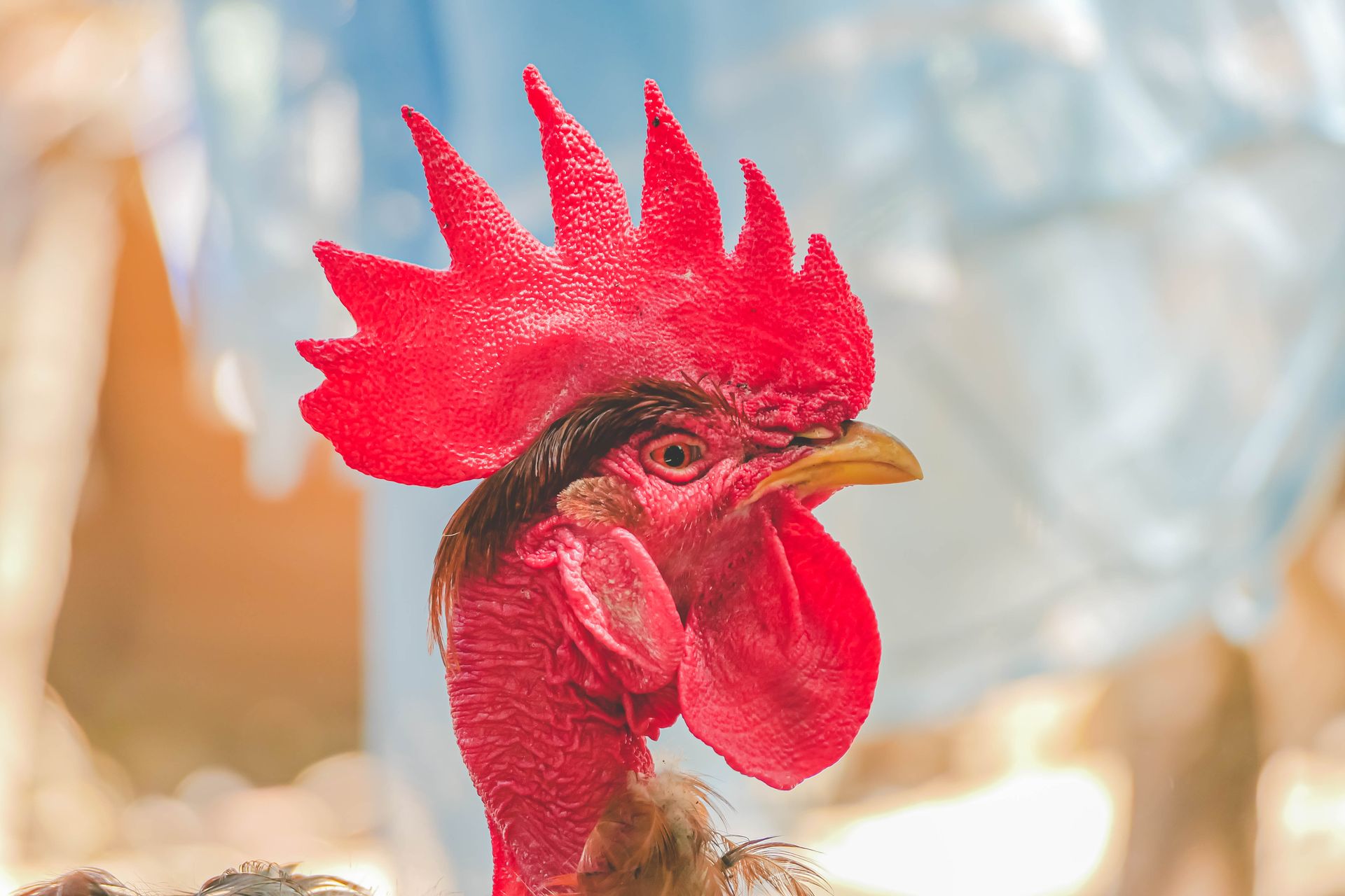 Close-up shot of a vibrant red rooster with a detailed comb and vivid colors.