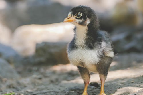 Close-up of a Baby Chicken 