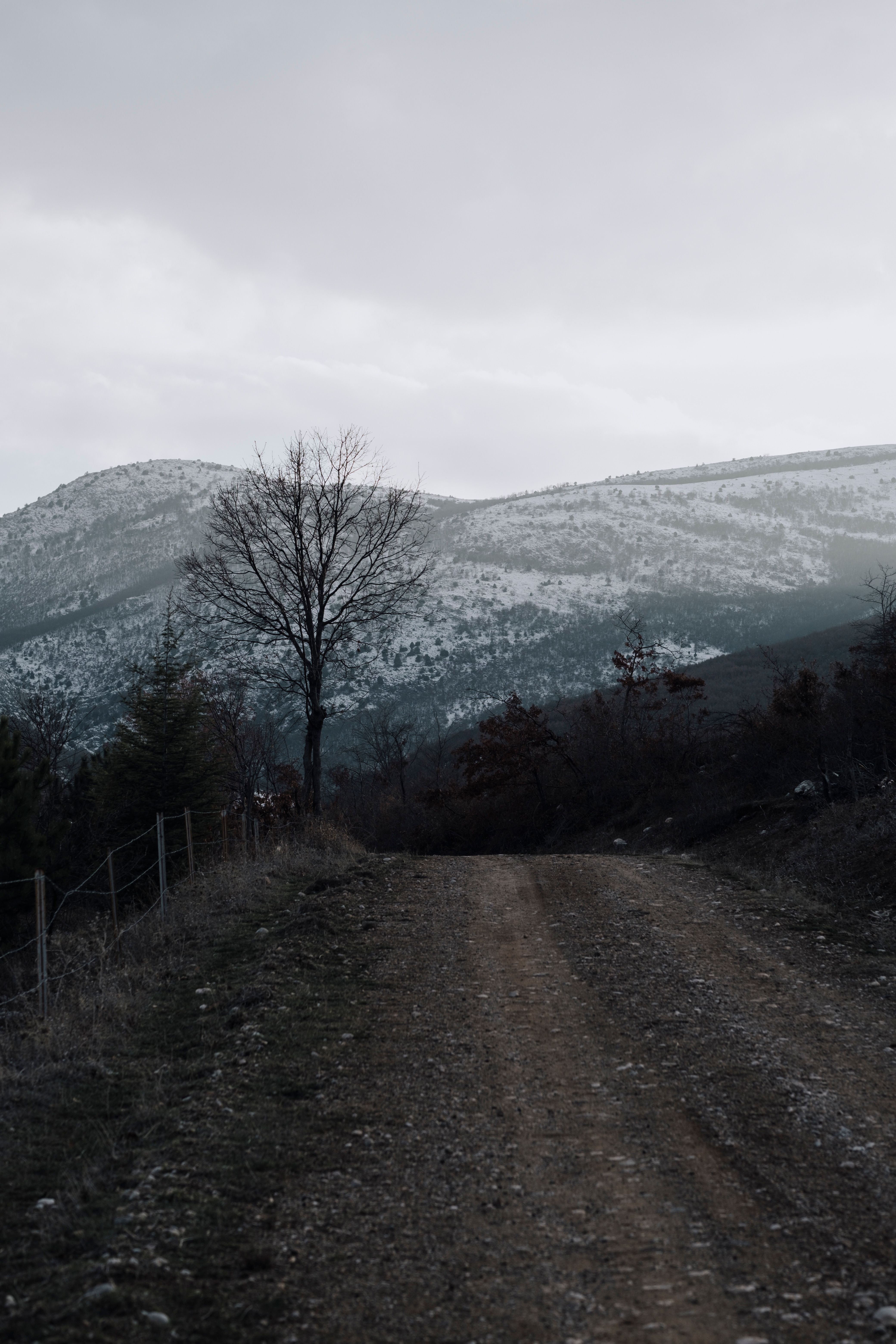 A dirt road with a tree in the middle of it · Free Stock Photo