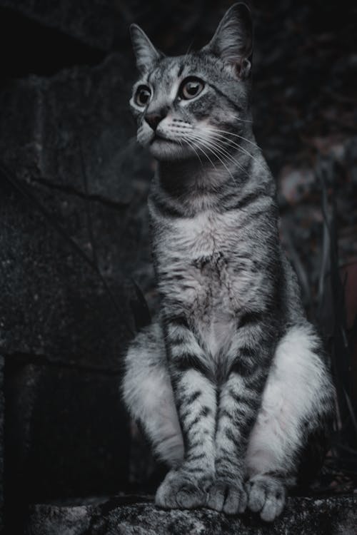 Δωρεάν στοκ φωτογραφιών με Adobe Photoshop, gato, άγριες γάτες