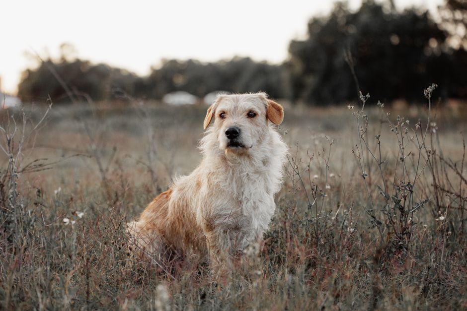 A scruffy dog sits in a peaceful meadow, capturing the essence of rural tranquility.