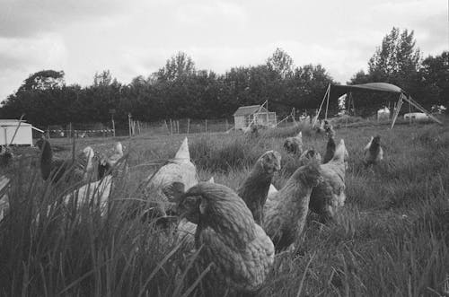 Black and white photo of chickens in a field