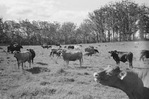 A black and white photo of cows in a pasture