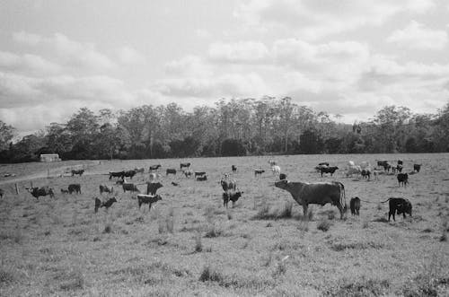 A black and white photo of a field of cows
