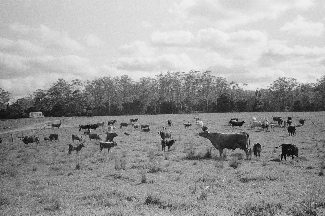 Black and White Photography of Cattle on a Meadow