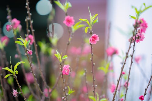 A close up of pink flowers on a branch
