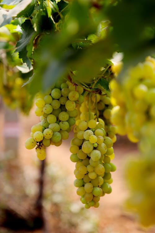 Green Grapes in Nature