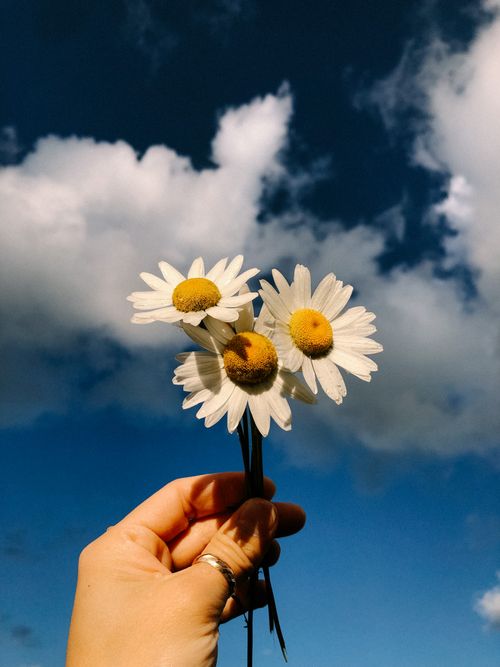 Free A serene image of daisies held against a vibrant blue sky with scattered clouds. Stock Photo