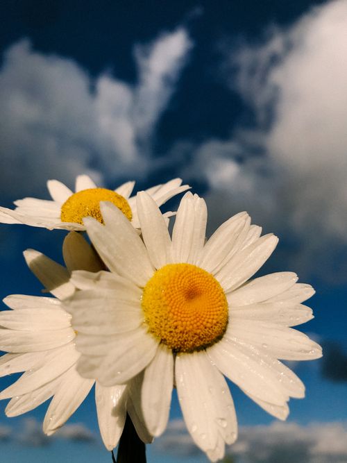 Free Vibrant daisies in focus with a dramatic cloudy backdrop, ideal for spring themes. Stock Photo