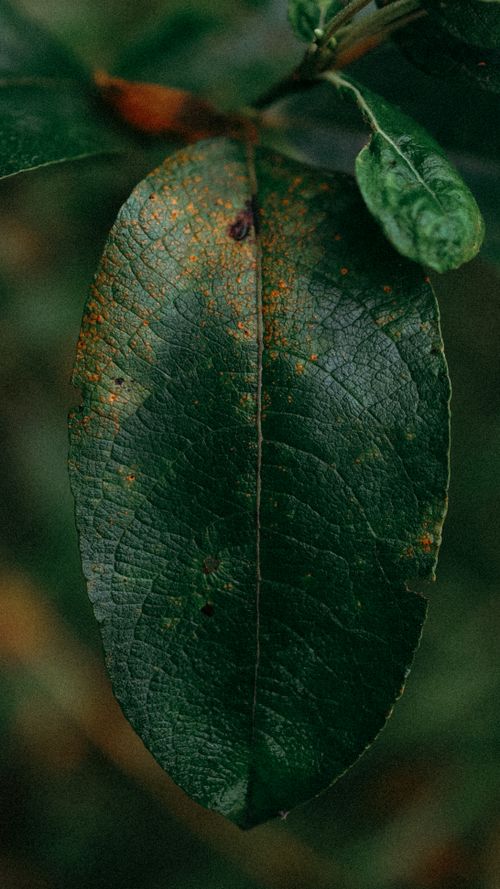 Free Detailed shot of a leaf showing Gymnosporangium sabinae fungal infection. Stock Photo