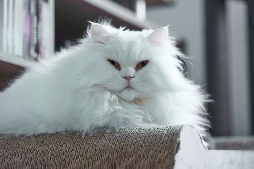 Free A fluffy white Persian cat lounging indoors, showcasing its thick fur and piercing eyes. Stock Photo